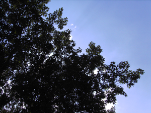 Wundervoller Schattenspender am gestrigen Tag