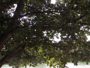 Noch einmal der Baum und im Hintergrund glitzert der See vor sich hin