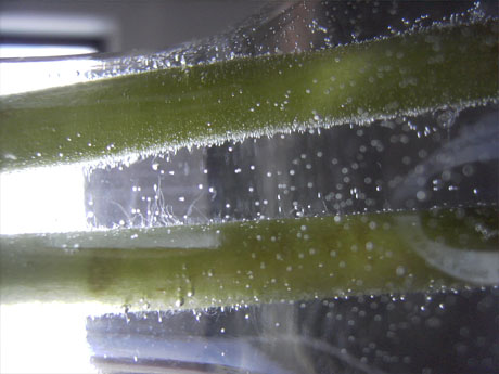 Flüssigkeiten - Leben