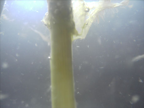 Flüssigkeiten Schweben