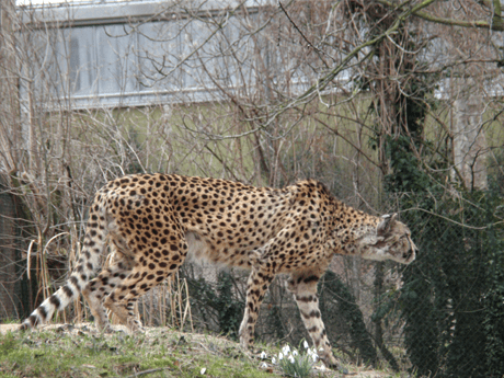 doku125_zoo02 doku125_zoo02