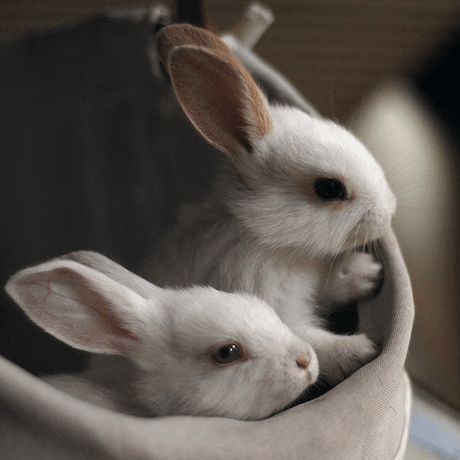 Bild von flickr.com/photos/kitkaaat