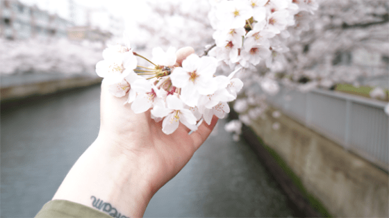 Kirschblüten in Asakusa, Tokyo, Japan