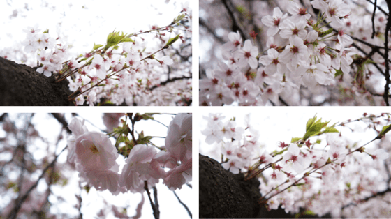 Kirschblüten in Shinjuku