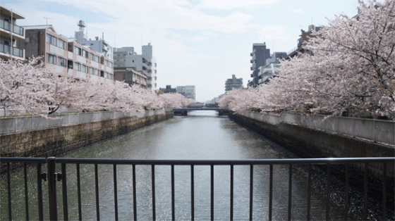 Kirschblüten in Asakusa