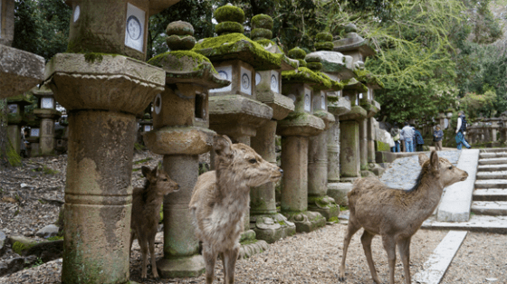 Die 1800 Steinlaternen des Kasuga-Taisha.