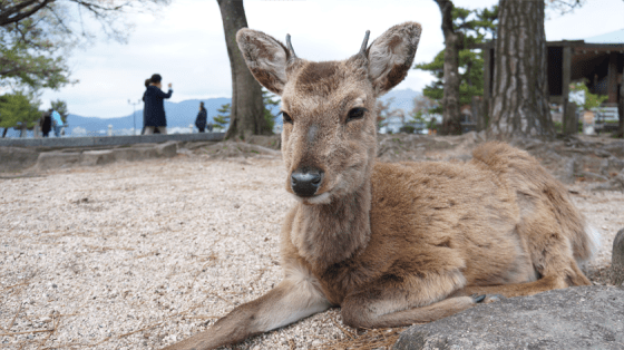 Rehe auf Miyajima.