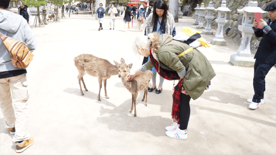 Auch auf Miyajima kann man Rehe streicheln.