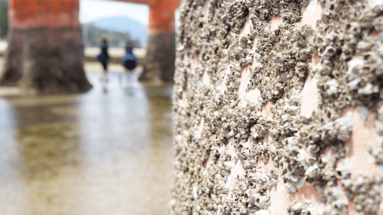 Am Tor haben sich Muscheln angesammelt.